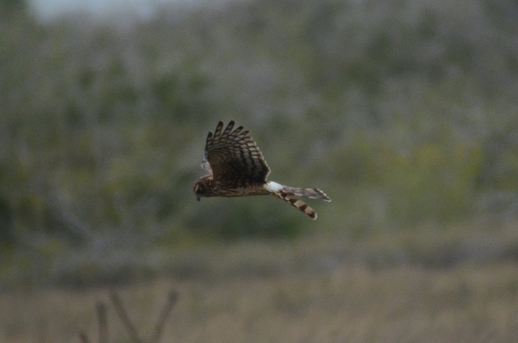 Hawk, Northern Harrier, 2012-12313767 Laguna Atascosa NWR, TX.JPG - Northern Harrier. Laguna Atascosa NWR, TX, 12-31-2012